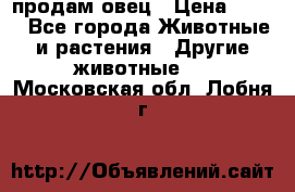  продам овец › Цена ­ 100 - Все города Животные и растения » Другие животные   . Московская обл.,Лобня г.